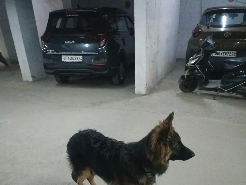 Ankit dog trainer Jhilmil Colony, photo 4