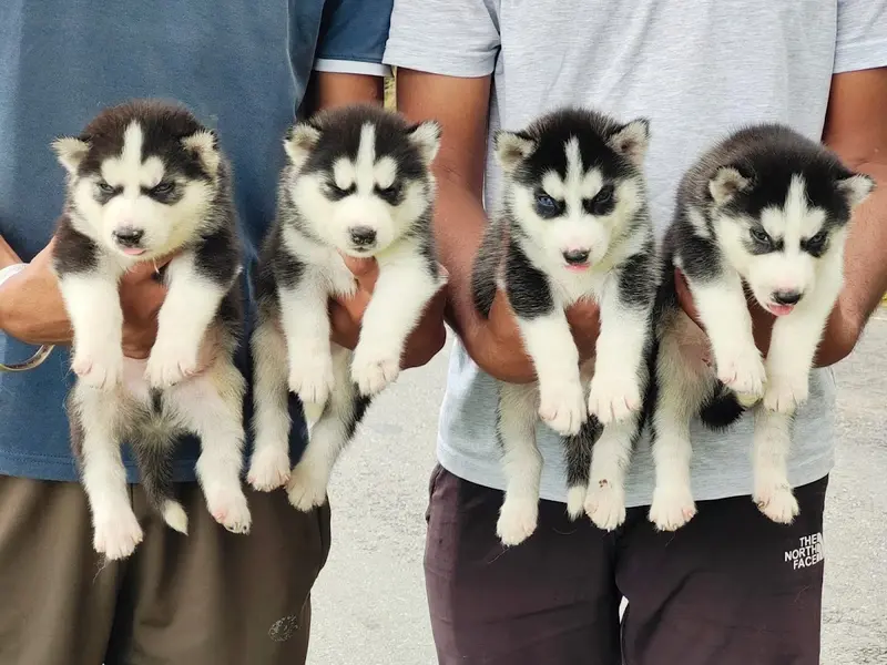 AK Pet Shop, photo 2