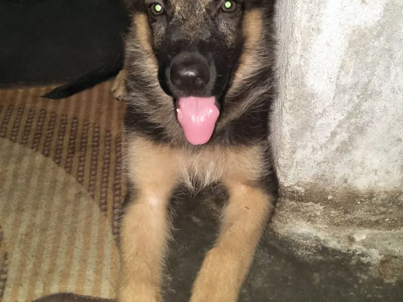 Pet Vet Clinic, photo 4