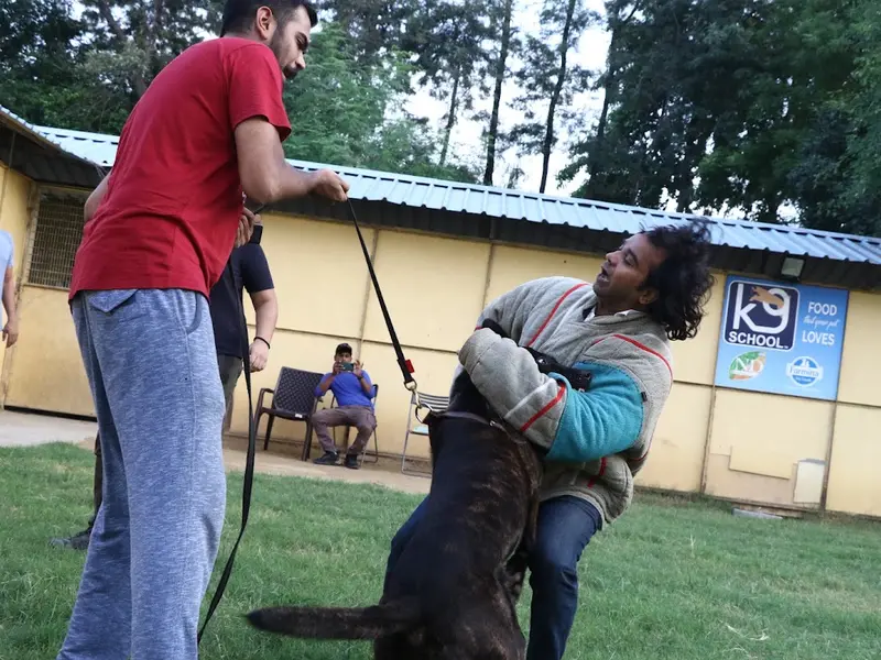 K9 School, photo 3