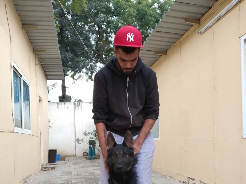 K9 School, photo 4