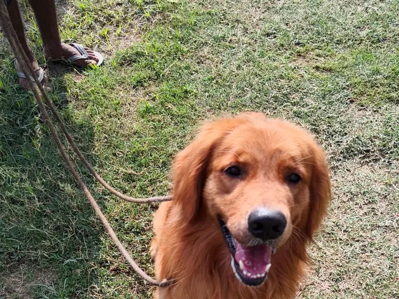 K9 School, photo 5