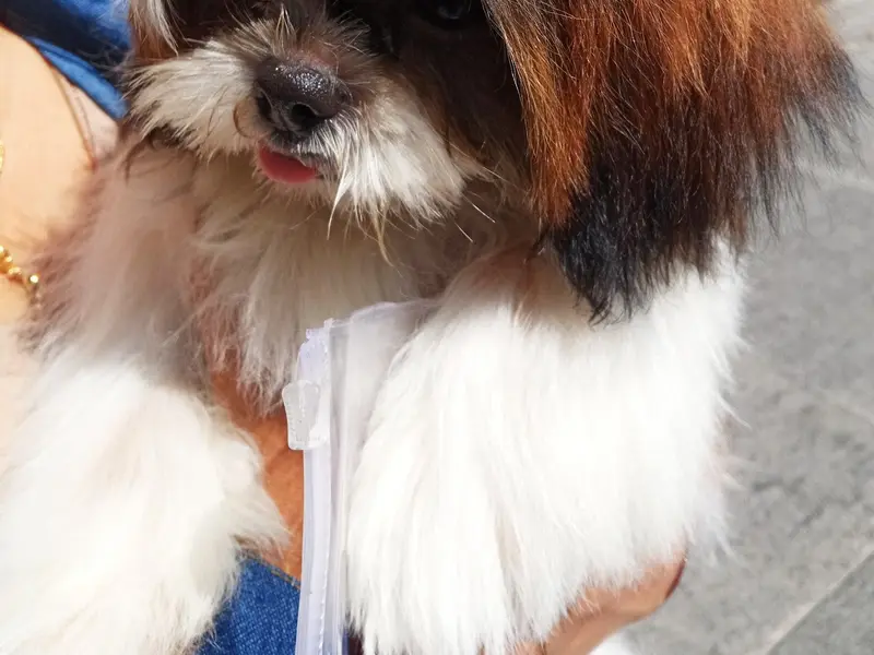 Jagpal Kennel, photo 4