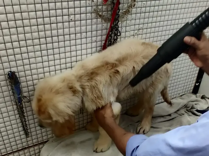 Jagpal Kennel, photo 5