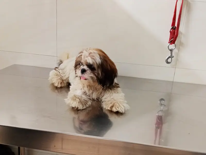 Jagpal Kennel