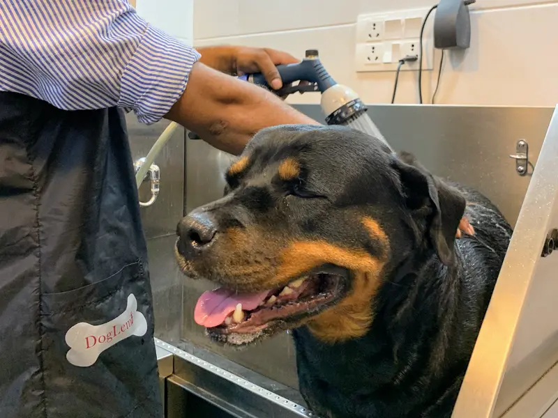 Pet Clinic, photo 2