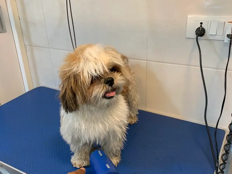 Pet Clinic, photo 5