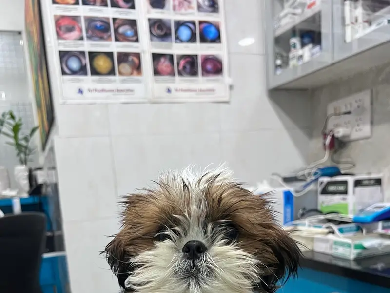 SAMARIA DOG & CAT SHOP (DOG,PUPS & CAT FOR SALE IN DELHI,), photo 3