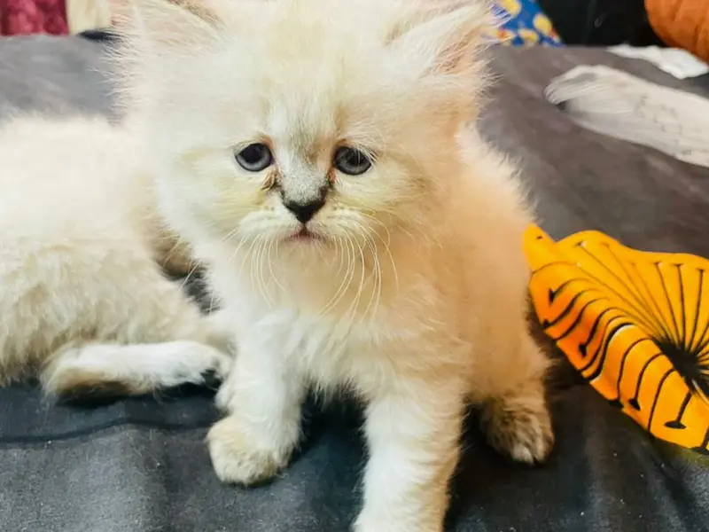 SAMARIA DOG & CAT SHOP (DOG,PUPS & CAT FOR SALE IN DELHI,), photo 5