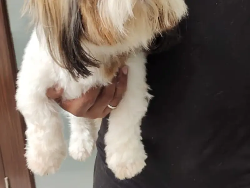 Pet Smarty (Pet Grooming ), photo 3