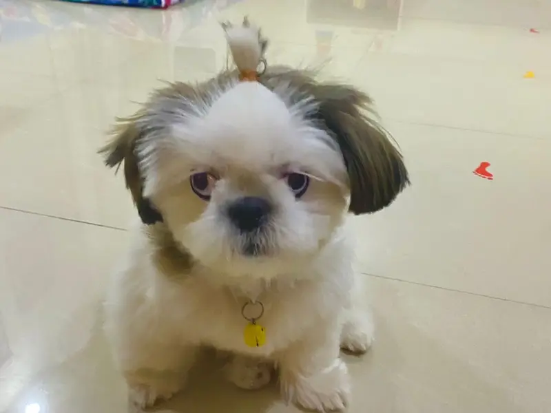 Pet Smarty (Pet Grooming ), photo 4