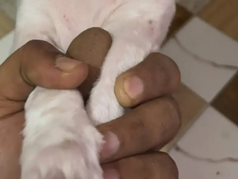 Pet Smarty (Pet Grooming ), photo 5