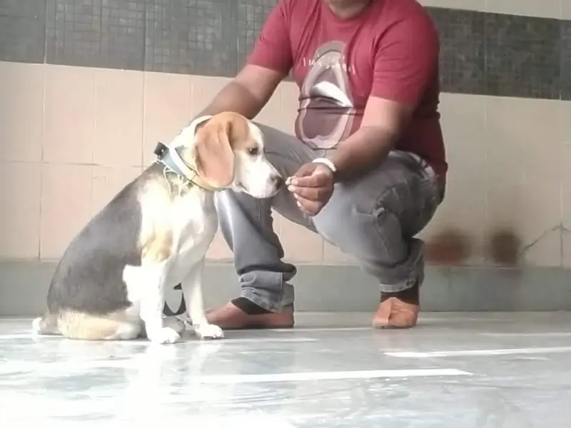 Dog trainer subhash Yadav all breed, photo 2