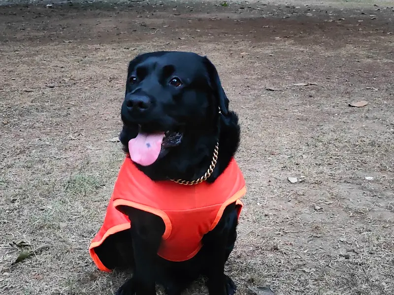Expert Dog Walking, photo 2