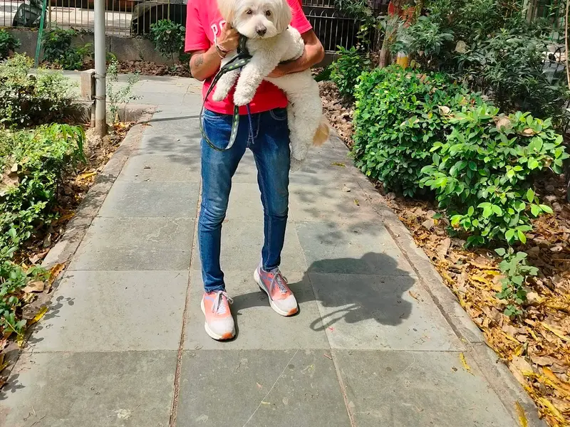 Expert Dog Walking, photo 3
