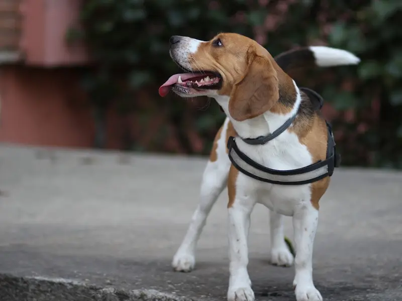 Expert Dog Walking, photo 5