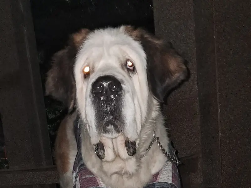 Woggy walks, photo 3