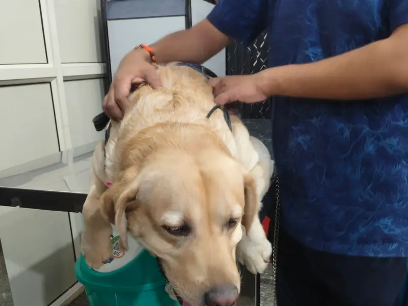Max Pro Pet Clinic & Surgery Centre, photo 3