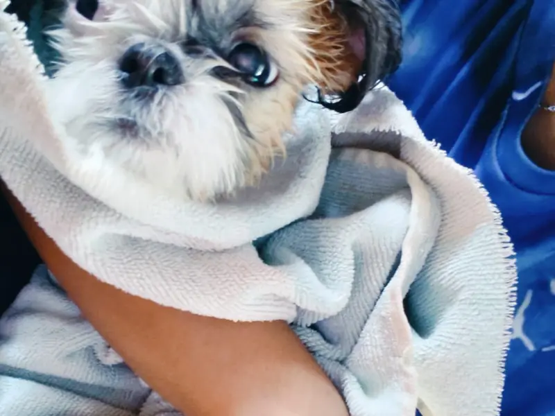 Max Pro Pet Clinic & Surgery Centre, photo 4
