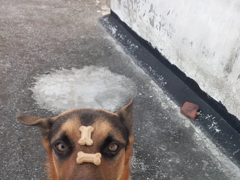 Pawan Dog Training and Boarding Centre, photo 2