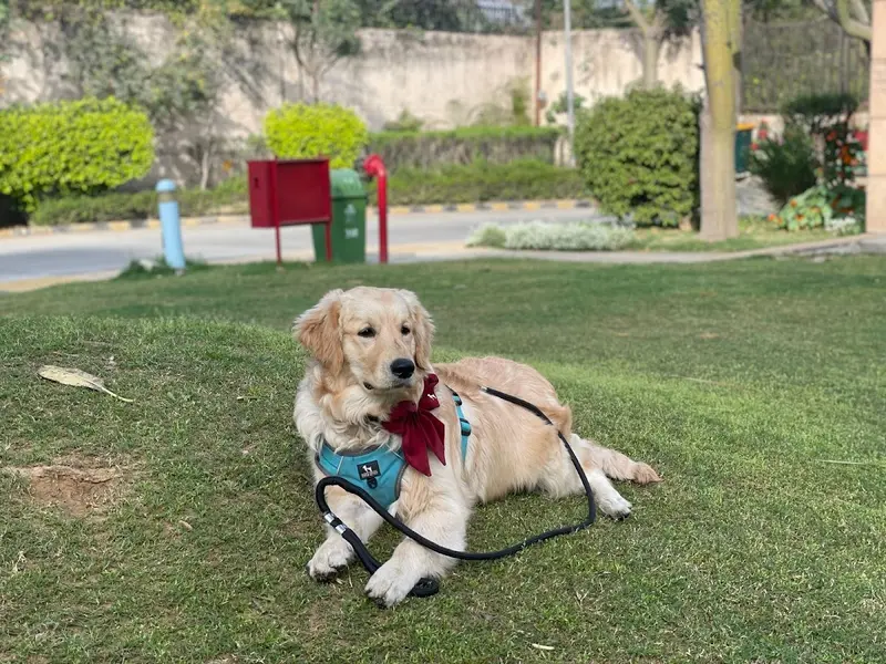 Pawan Dog Training and Boarding Centre, photo 4