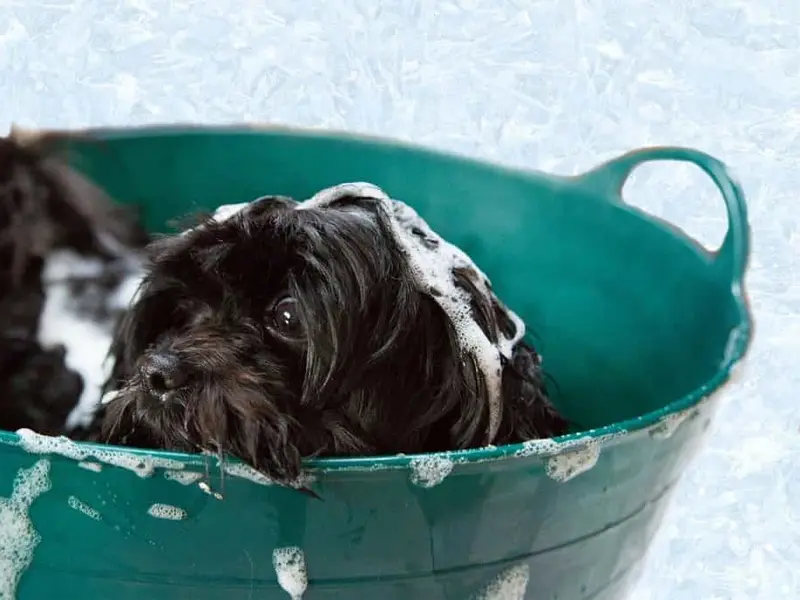 Pet Grooming Near me Home Service ( Delhi NCR), photo 2