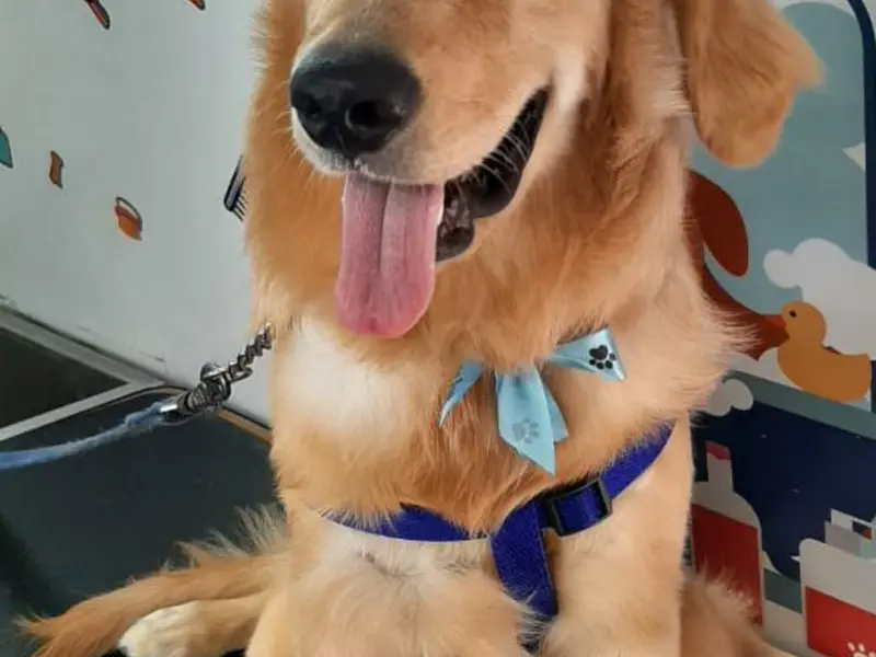 Pet Grooming Near me Home Service ( Delhi NCR), photo 4