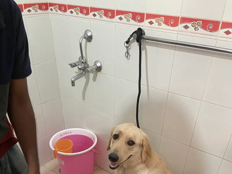 Pet Grooming Near me Home Service ( Delhi NCR), photo 5