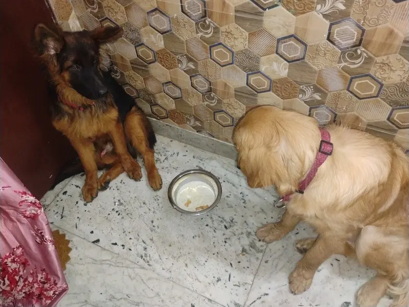 AK DOG GURU DOG TRAINER, photo 4