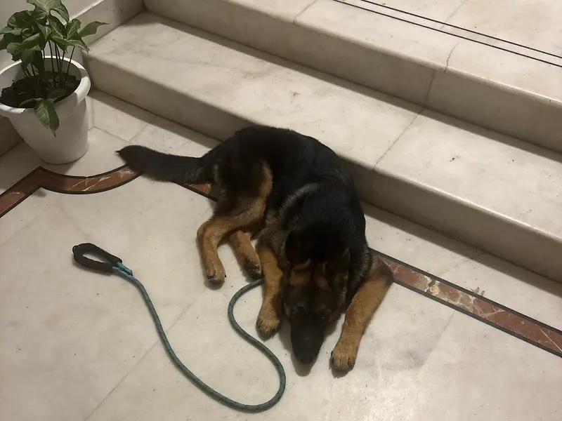 AK DOG GURU DOG TRAINER, photo 5