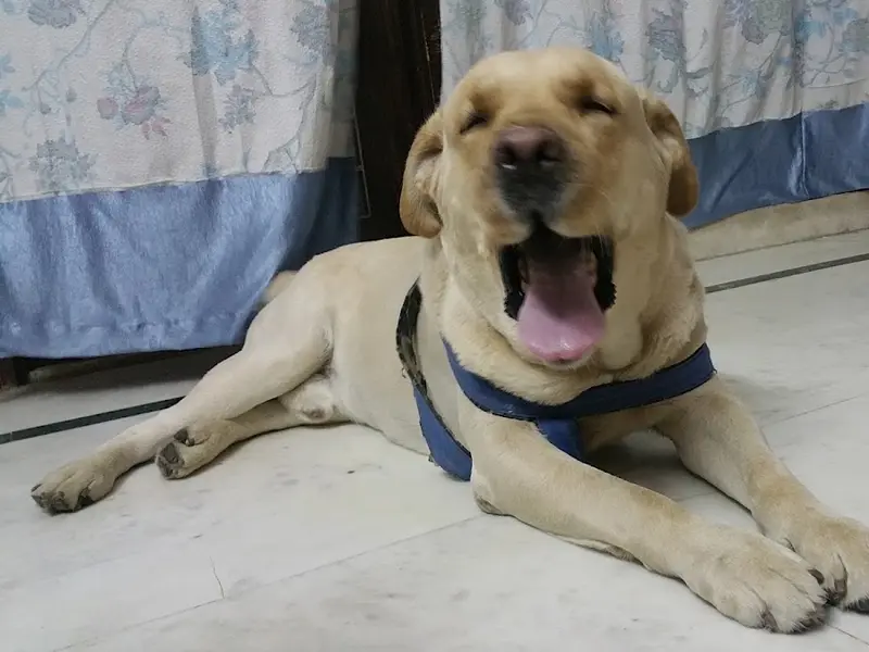 Hooman Pet Services, photo 2