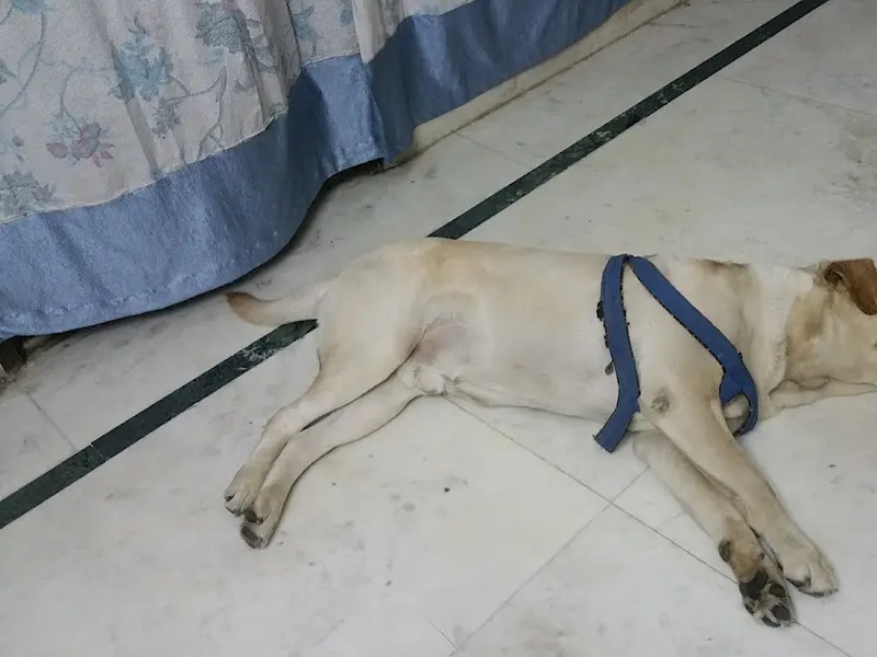 Hooman Pet Services, photo 3