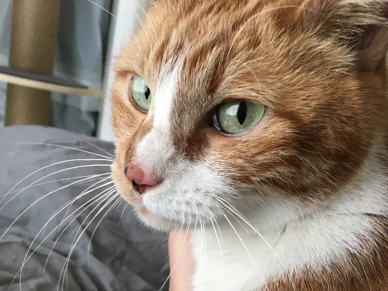 Hooman Pet Services, photo 4