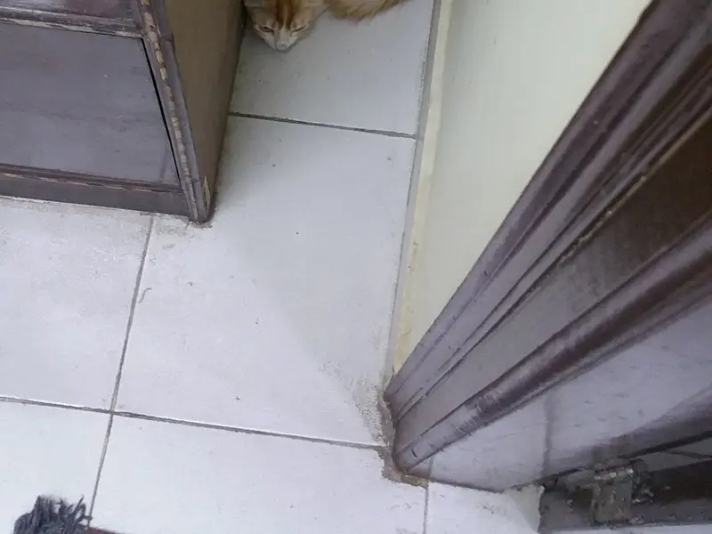 Hooman Pet Services, photo 5