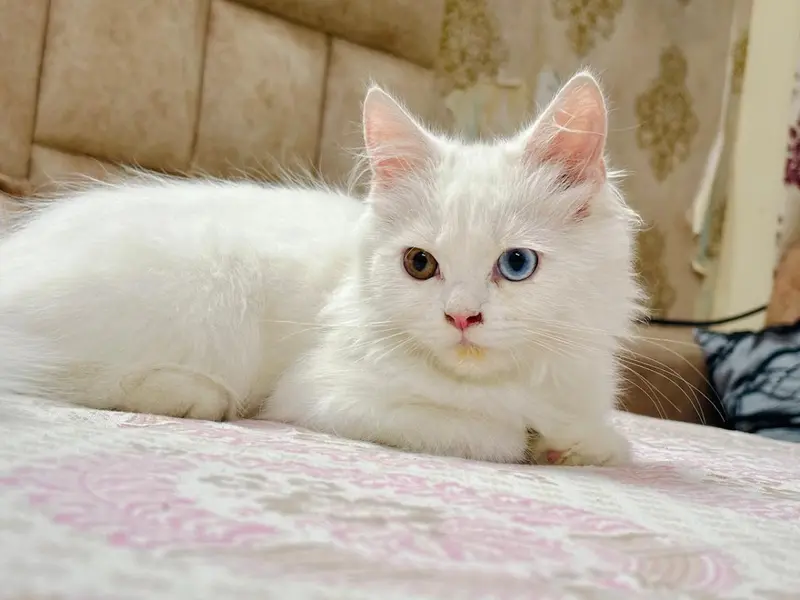 Mannat Cat Delhi-NCR, photo 2