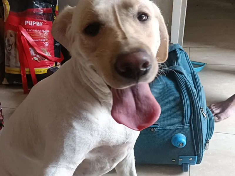 Pet Grooming At Home in Delhi By Patmypets, photo 2