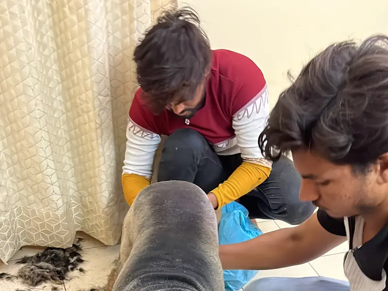 Pet Grooming At Home in Delhi By Patmypets, photo 3