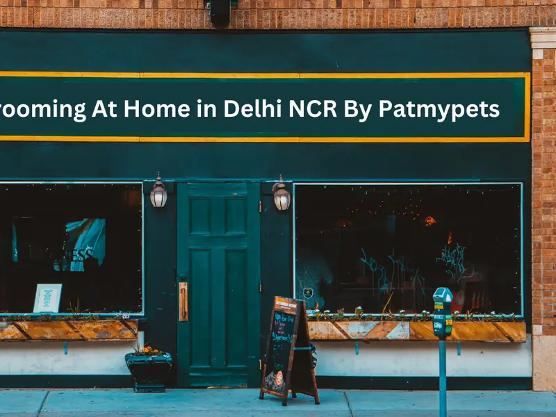 Pet Grooming At Home in Delhi By Patmypets, photo 5