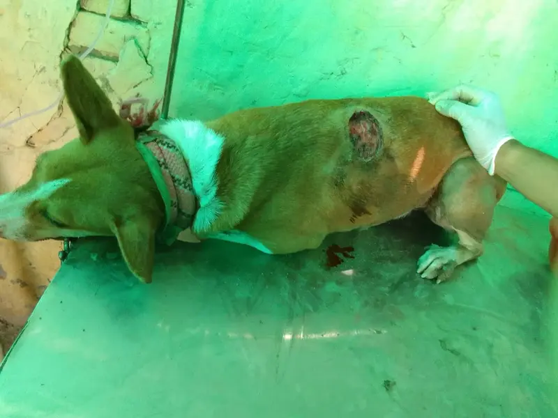 Niti jeev ashray animal welfare, photo 3