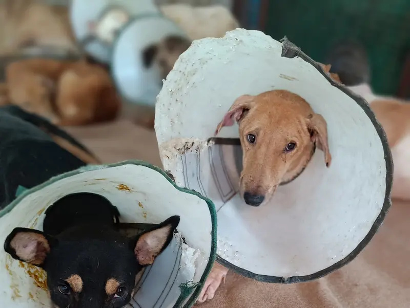 Niti jeev ashray animal welfare, photo 4