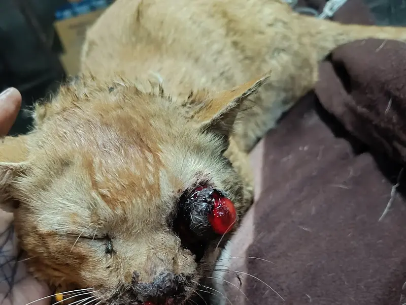 Niti jeev ashray animal welfare, photo 5