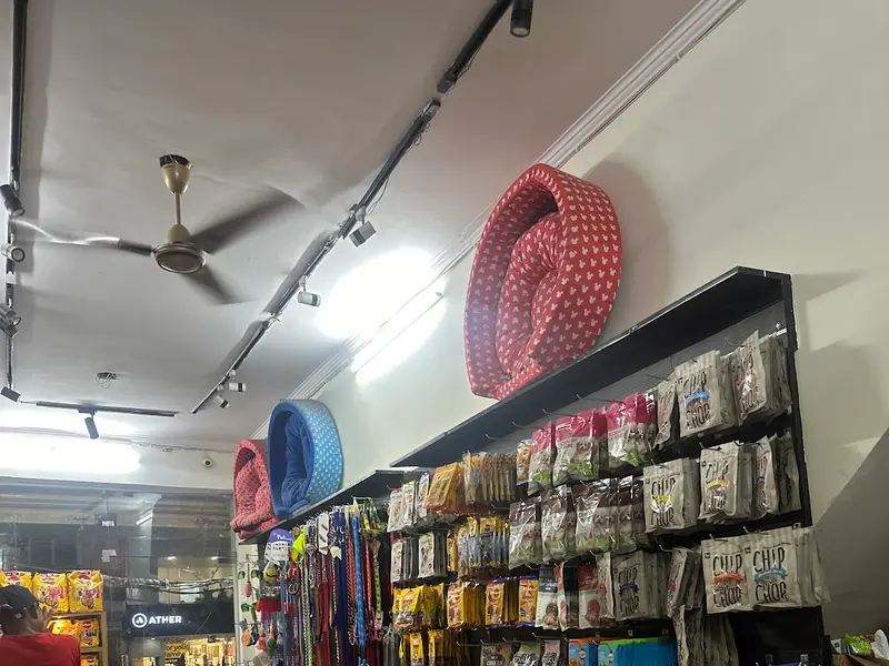 Asia pet store | Puppies For Sale In Gurgaon | Dogs For Sale | Poodle Puppies | Shih Tzu Puppies, photo 2