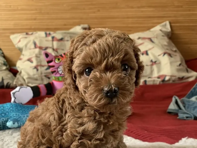 Asia pet store | Puppies For Sale In Gurgaon | Dogs For Sale | Poodle Puppies | Shih Tzu Puppies, photo 3