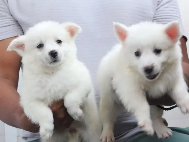 Asia pet store | Puppies For Sale In Gurgaon | Dogs For Sale | Poodle Puppies | Shih Tzu Puppies, photo 4