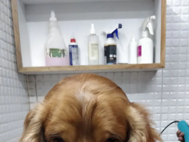 Dr Kharb's Pet Clinic & Surgery, photo 4