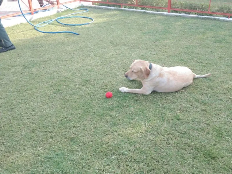 Another Home - Pet Boarding in Delhi NCR | Dog Day Care, photo 2