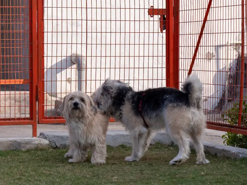 Another Home - Pet Boarding in Delhi NCR | Dog Day Care, photo 5