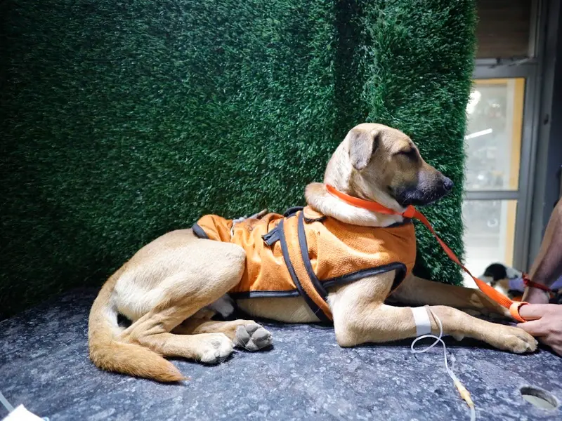 Najafgarh Pet Clinic, photo 5
