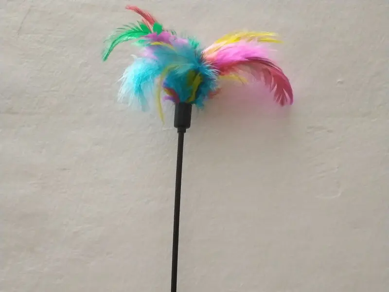 Heads Up For Tails Pet Store - Neeti Bagh, New Delhi, photo 3