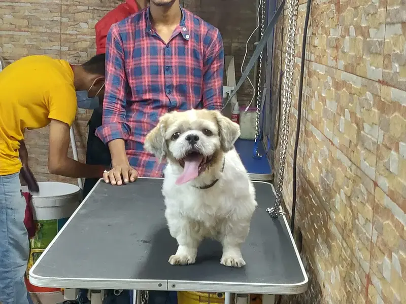 Pawfect Pets- Pet Grooming Shop, photo 3